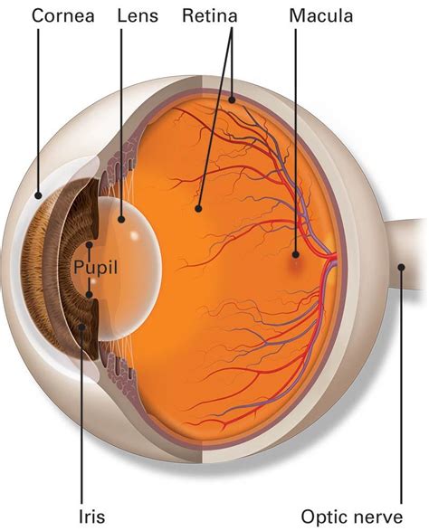 Eye Anatomy: Parts of the Eye and How We See | Eye health, Healthy eyes, Eye anatomy