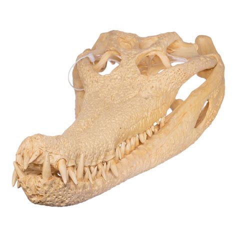 Replica False Gavial Skull (28 in.) For Sale — Skulls Unlimited ...