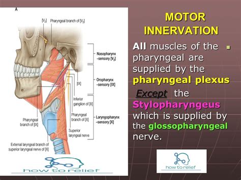 Pharyngeal plexus » How To Relief