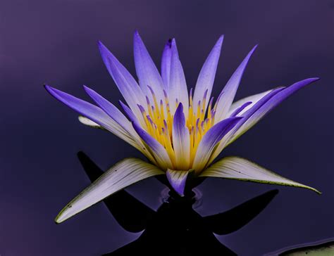 Egyptian Lotus Flower Photo | Louis Dallara Photography