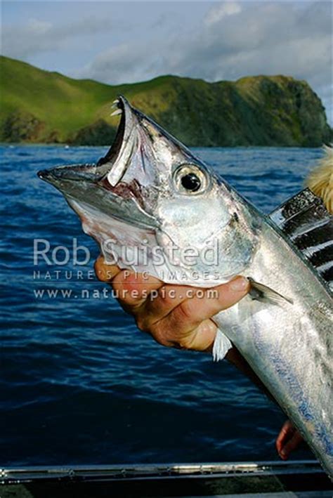 Close up of a Barracouta fish head showing impressive teeth (Thyrsites atun), Marlborough Sounds ...