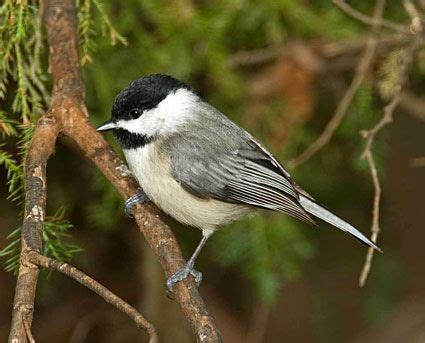 Carolina Chickadee Identification, All About Birds, Cornell Lab of Ornithology | Chickadee ...