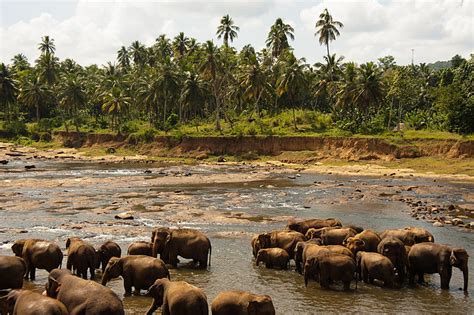 Elephant Safari in Udawalawe National Park, Sri Lanka 2024 - Rove.me