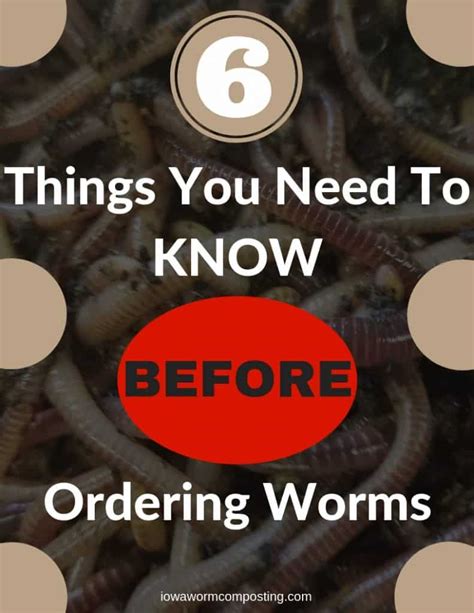 11 Easy Tips For Getting Started with Red Worms