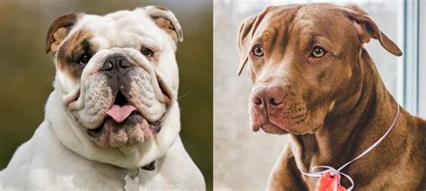 English Bulldog Pit Bull Mix: 25 Things Every Owner Should Know – Green Garage