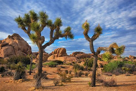 Two Joshua Trees in Joshua Tree National Park Photograph by Dave Dilli - Fine Art America