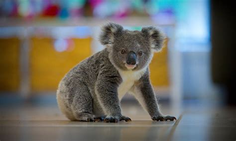 Australia can no longer ignore its koala crisis