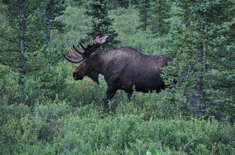 Denali Wildlife : Outdoors