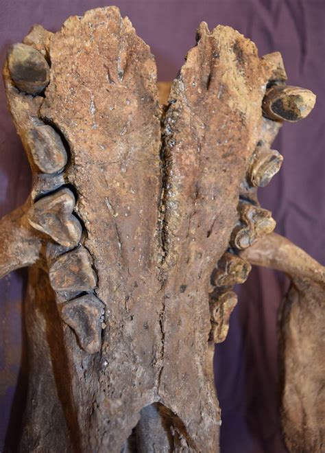 Teeth of a fossil skull of a Shasta ground sloth, Nothrotheriops shastensis. #Fossils # ...