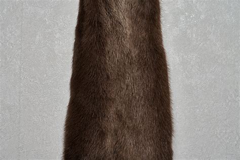 RIVER OTTER TANNED FUR PELT - SKIN, HIDE FOR SALE - REAL, DECOR ...