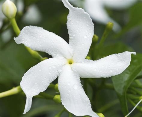 Filipino National Flower Sampaguita | Best Flower Site