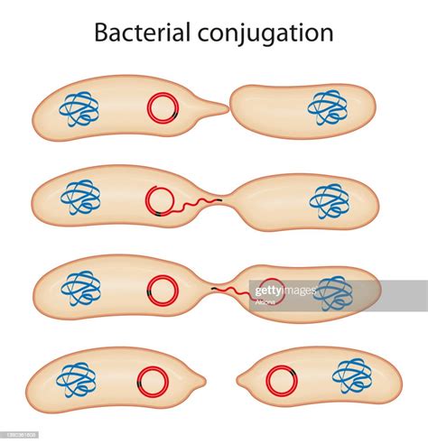 Schematic Illustration Of Bacterial Conjugation High-Res Vector Graphic ...