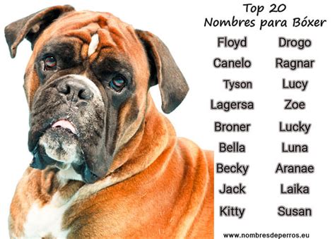 Boxer dog names - 330+ Names | Dognames.info