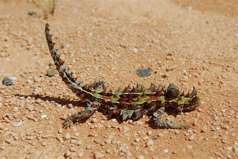 Reptiles of Australia