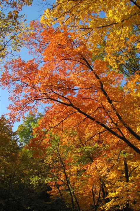 Maplewood State Park, Pelican Rapids, MN | State parks, Fall colors ...