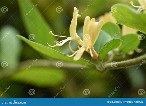 Japanese Honeysuckle Flowers. Stock Photo - Image of flora, garden ...