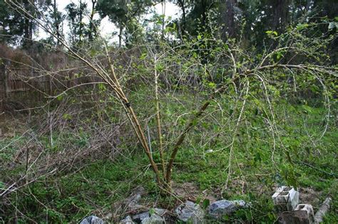 Pruning Mulberry Trees to Keep Them Small | The Survival Gardener in ...