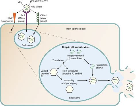 Rhinovirus Antigens - Creative Diagnostics