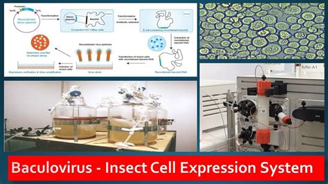 Recombinant Protein Expression in Baculovirus Insect Cell lines - YouTube