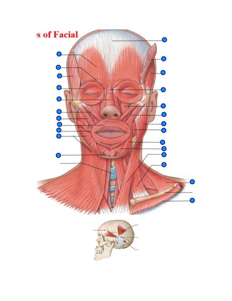 MUSCLES OF FACIAL EXPRESSION/ MUSCLES OF MASTICATION Diagram | Quizlet