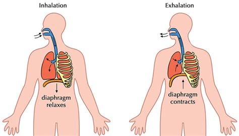 Difference Between Inhalation and Exhalation | Definition, Process, Role