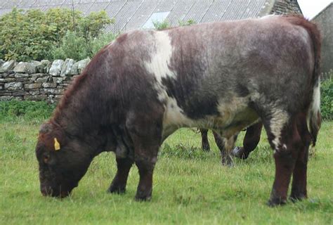 Cattle, Cows, Rare Cattle Breeds | Rare Breeds Centre