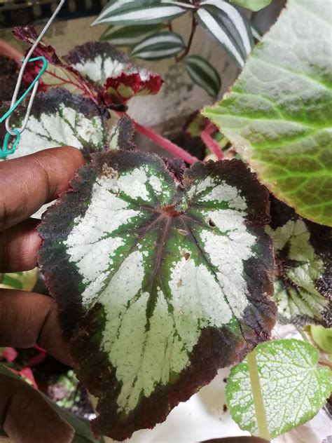 Garden Chronicles of James David: Begonia Rex 'China Curl'