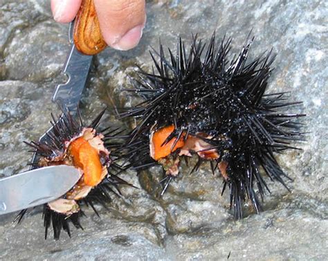 Sea_urchin_eggs | Santa Monica Seafood