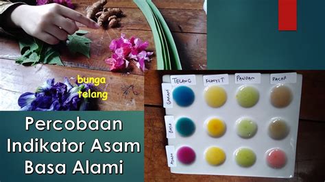 Percobaan Indikator Asam Basa Alami - Bunga Telang, Kunyit, Daun Pandan ...