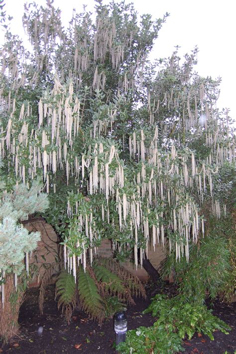 Outstanding Garrya Elliptica In Pots Balsam Hill Tree Repair