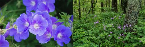 Identification Guide: 43 Purple Wildflowers of Kansas – Nature Blog Network