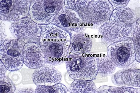 Coregonus sp. Whitefish. Blastodisc. Mitosis. Transverse section. 1000X ...