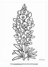 Texas Bluebonnet Flower Drawings Sketch Coloring Page sketch template