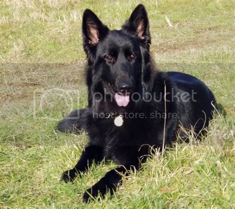 German Shepherd Police Dog Names | [#] Lunawsome