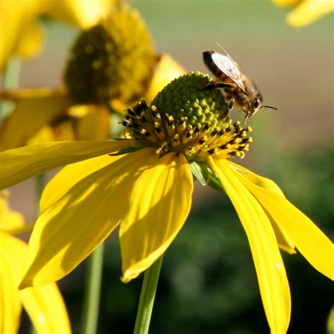 Wild Golden Glow (Rudbeckia laciniata) - Plants-RP.RUDLAC