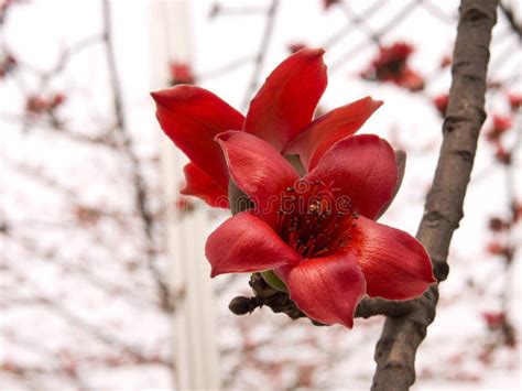 Close Up Kapok Or Silk White Cotton Tree.Fresh Ceiba Pods On Tree. Stock Image - Image of flower ...