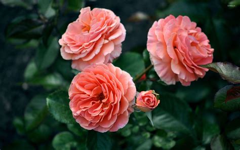 Orange Roses Wallpapers - Wallpaper Cave