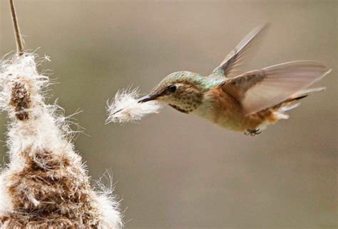 Can You Use Dryer Lint for Birds