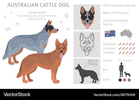 Australian cattle dog all colours clipart Vector Image