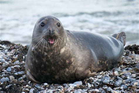 18 Wild Animals in the Netherlands [Wildlife in the Netherlands]