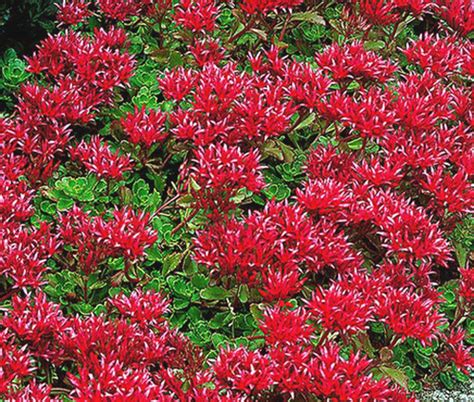 Sedum Summer Glory Stonecrop Sedum Spurium Seeds