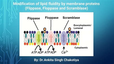 Modification of lipid fluidity by membrane proteins(Flippase, Floppase and Scramblase) - YouTube