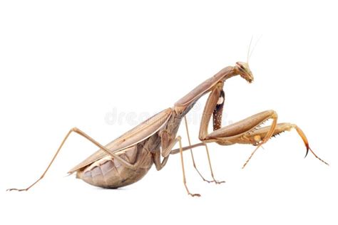 Female praying mantis stock photo. Image of head, animal - 11149930