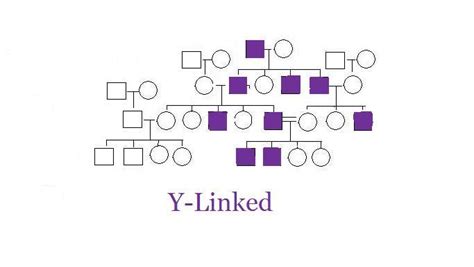 Genetic Inheritance: Y-Linked: Retinitis Pigmentosa