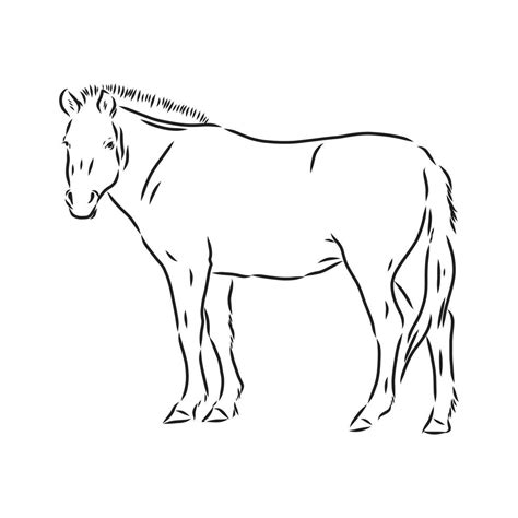 przewalski's horse vector sketch 7310272 Vector Art at Vecteezy