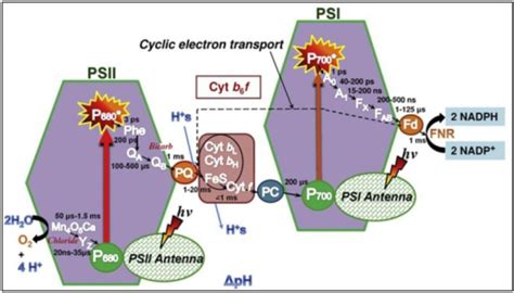 The Z scheme, illustrating the photosynthetic electron | Open-i