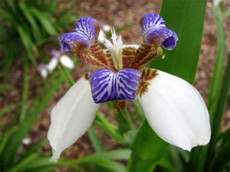 Plant Photography: Walking Iris Neomarica northiana