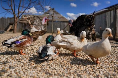 How much yard space do pet ducks need? — K&H Pet Products