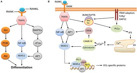 Frontiers | Role of OSCAR Signaling in Osteoclastogenesis and Bone Disease