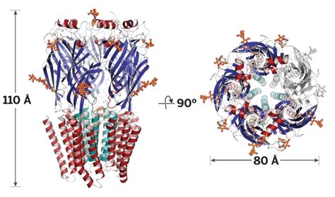 GABA Receptor Structure Solved